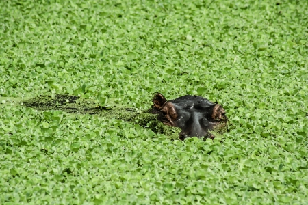 The hippopotamus. On the bright midday sun hippopotamus in water with a birdie on a back.. Africa ( HDR image )の写真素材
