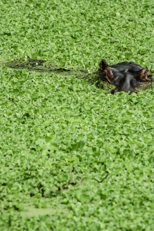 The hippopotamus. On the bright midday sun hippopotamus in water with a birdie on a back.. Africa ( HDR image )の写真素材