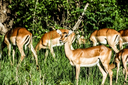 Impalas in Masai Mara - Kenya ( HDR image )の写真素材