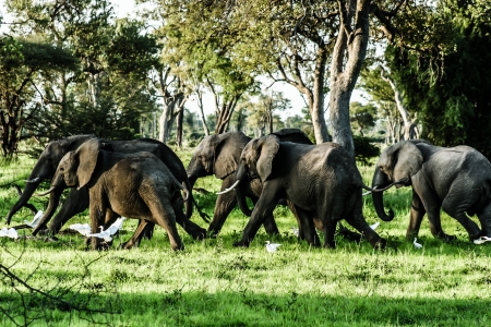 Young African elephant in Zambia ( HDR image )の写真素材