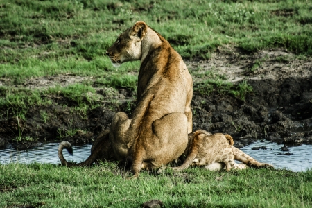 Lioness and cubs  ( HDR image )の写真素材