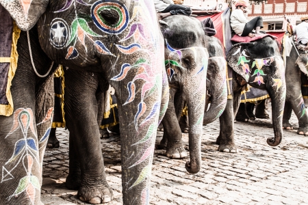 India, Rajasthan, Jaipur, the Amber Fort, elephant driver ( HDR image )のeditorial素材