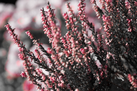 Blooming heather flowers on the green meadow ( HDR image )