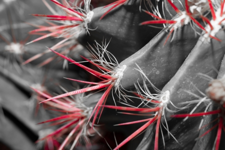 Close up of globe shaped cactus with long thorns の写真素材