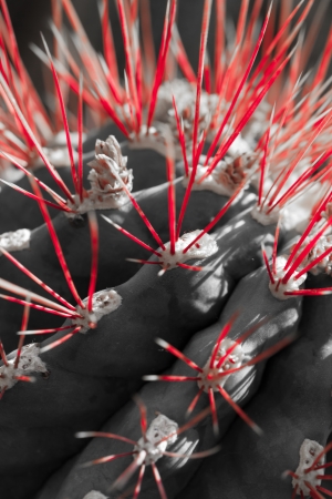 Close up of globe shaped cactus with long thorns の写真素材