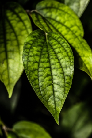 Green leaves on black background ( HDR image )の写真素材