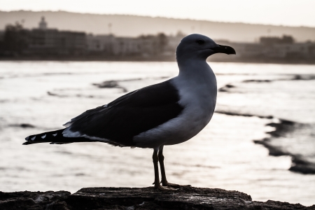 Seagull in Essaouira, Morocco の写真素材