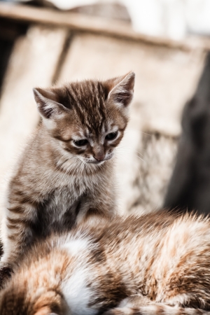 Small cats in park ( HDR image )の写真素材