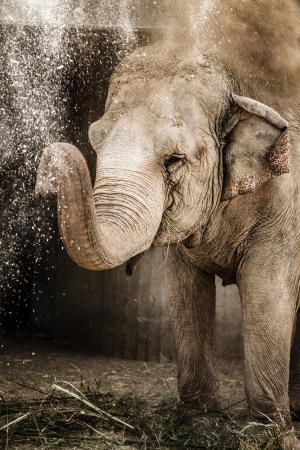 Old elephanty in zoo ( HDR image ) の写真素材