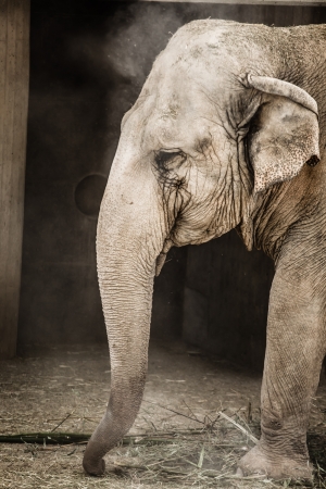 Old elephanty in zoo ( HDR image ) の写真素材