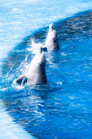 Dolphins swim in the pool ( HDR image )の写真素材