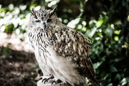 Portrait of European eagle owl ( HDR image )の写真素材