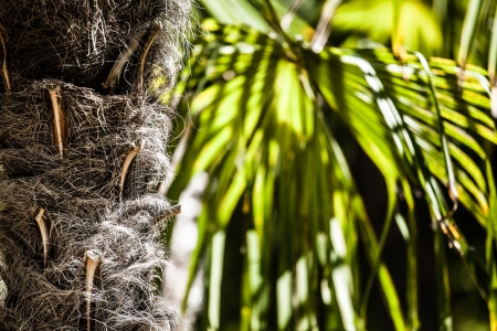 Green palm leaves in jungle ( HDR image )の写真素材