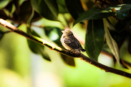 Small young bird sitting on tree ( HDR image )の写真素材