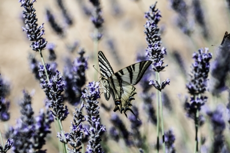 Swallowtail Drinking sitting in lavender plant ( HDR image )の写真素材