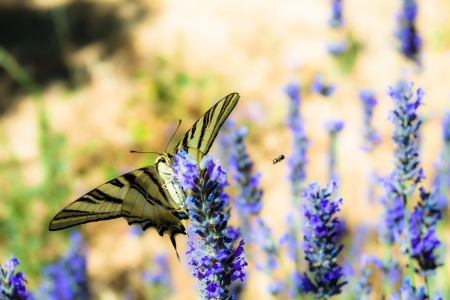 Swallowtail Drinking sitting in lavender plant ( HDR image )の写真素材