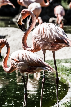 Pink flamingos against green background ( HDR image )の写真素材