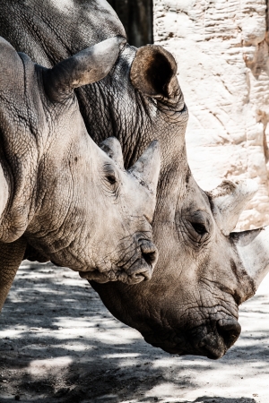Portrait of a black (hooked-lipped) rhinoceros (Diceros bicornis), South Africa ( HDR image )の写真素材