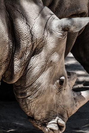 Portrait of a black (hooked-lipped) rhinoceros (Diceros bicornis), South Africa ( HDR image )の写真素材