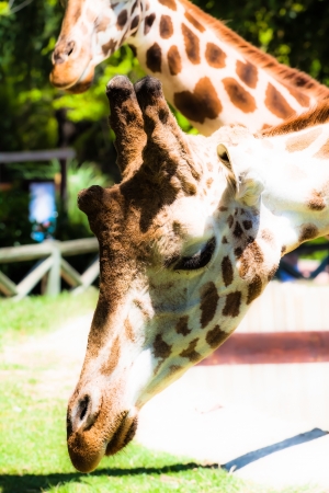 Giraffe (giraffa camelopardalis) in local zoo ( HDR image )の写真素材