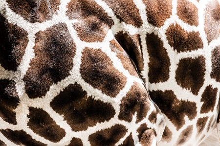 Giraffe skin background