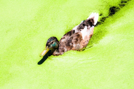 Duck swimming in a bright green lake の写真素材