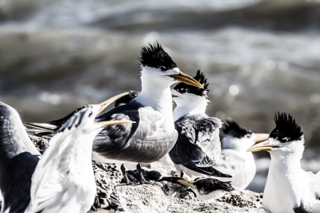 Sea Gull in Australia の写真素材