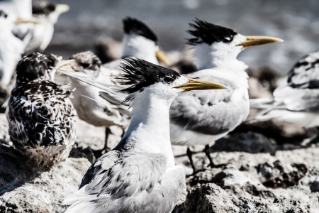 Sea Gull in Australia の写真素材