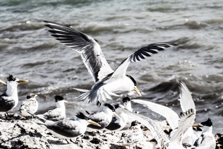 Sea Gull in Australia 
