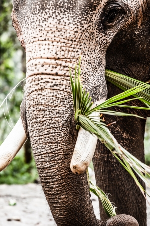 Elephant close up の写真素材