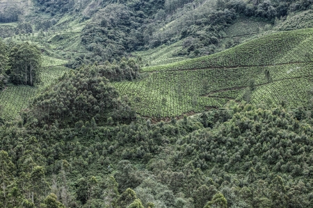 Landscape of green tea plantations. Munnar, Kerala, India 