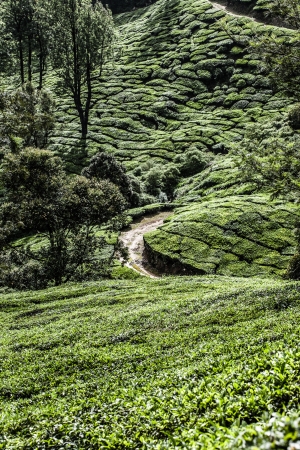 Tea plantation in Munnar, India ( HDR image )の写真素材