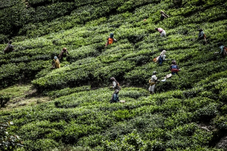 Tea plantation in Munnar, India ( HDR image )のeditorial素材