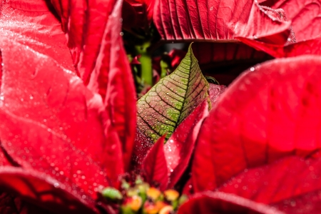 Red poinsettia garden with green leaves - christmas flower  ( HDR image )の写真素材
