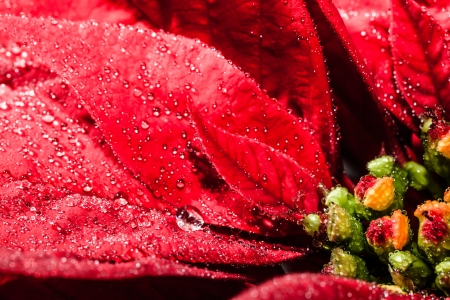 Red poinsettia garden with green leaves - christmas flower  ( HDR image )の写真素材