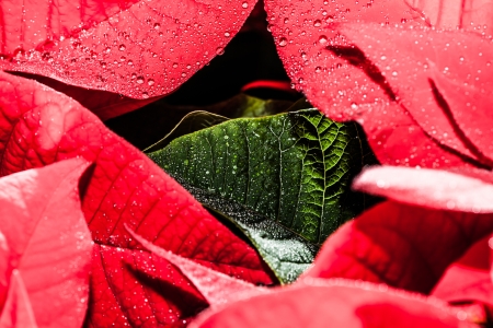 Red poinsettia garden with green leaves - christmas flower  ( HDR image )の写真素材
