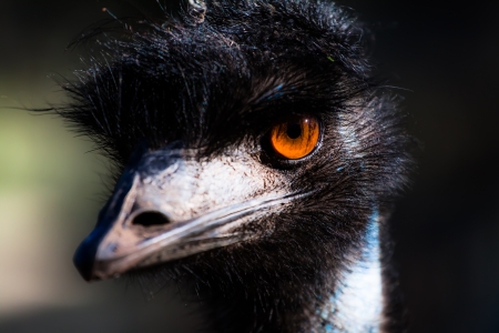 Emu bird portrait. 