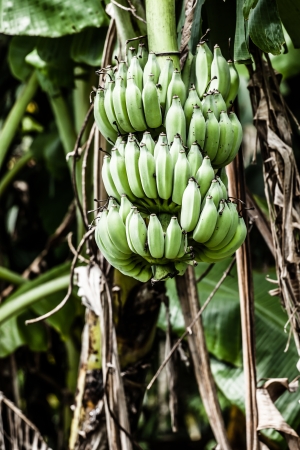 Banana tree with a bunch of bananas ( HDR image )の写真素材