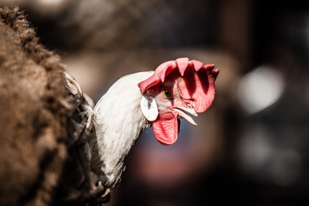 chickens in a cage at the market ( HDR image )の写真素材