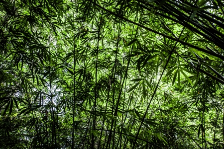 Asian Bamboo forest with morning sunlight. ( HDR image )の写真素材