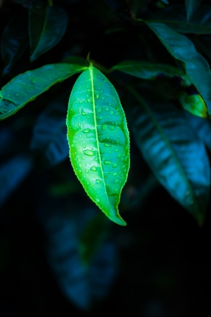Fresh Leaves isolated on blackの写真素材