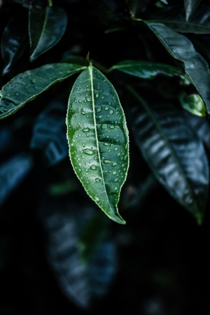 Fresh Leaves isolated on blackの写真素材