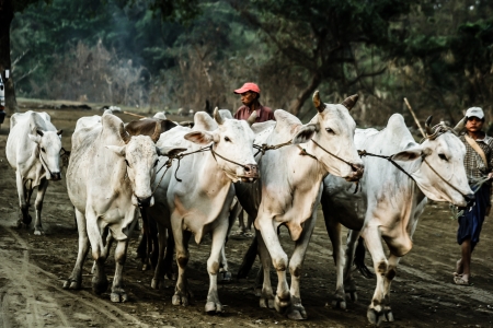 Burma. Farmer on his Rice Field のeditorial素材