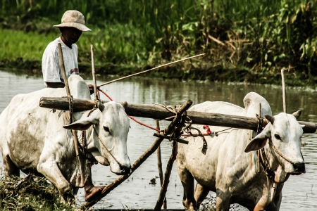Burma. Farmer on his Rice Field のeditorial素材