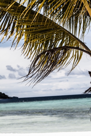 Green tree on a white sand beach. Malcapuya island, Coron, Philippines. の写真素材