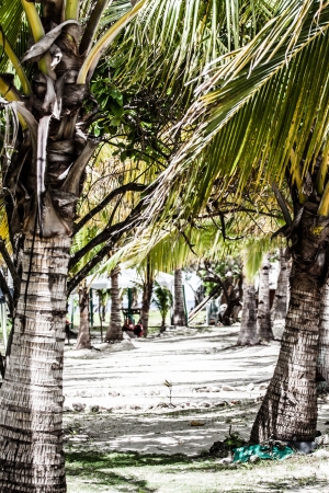Green tree on a white sand beach. Malcapuya island, Coron, Philippines. の写真素材
