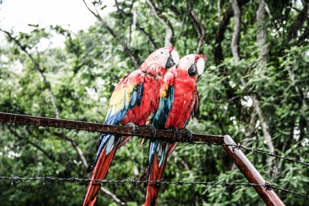 A blue - red and yellow macaw closeupの写真素材