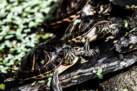 Turtles in natural lake