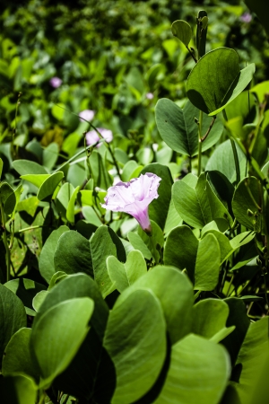 Beach green leaves in Indiaの写真素材