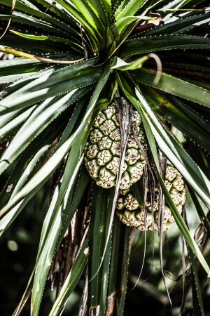 Tropical fruit in beach in Indiaの写真素材